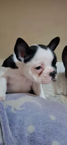 Buldogue Francês