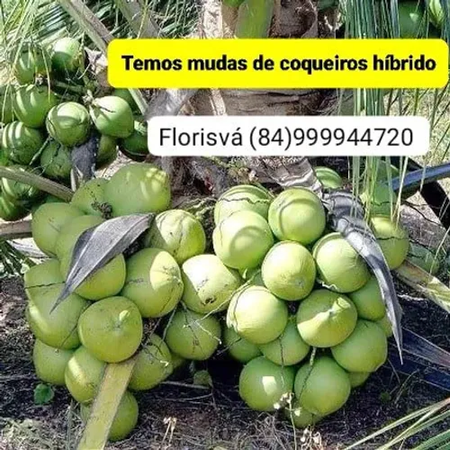 Muda de Coqueiro Híbrido Precoce