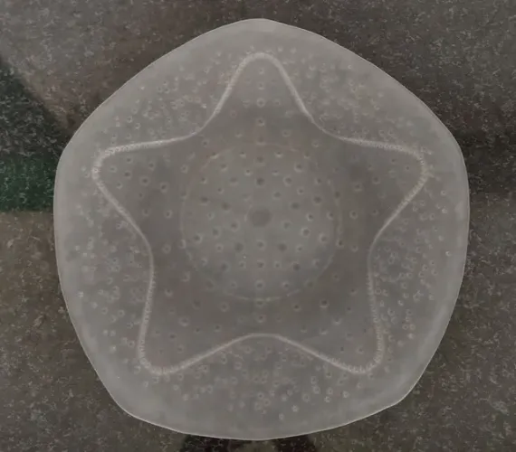 Prato de Bolo 