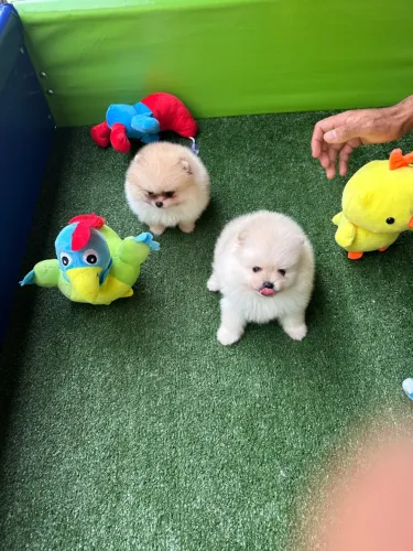 Dois filhotes de Spitz Alemão - lindinhos