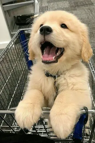 Golden Retriever - Carinhoso, Dócil e Pronto para a Nova Família!