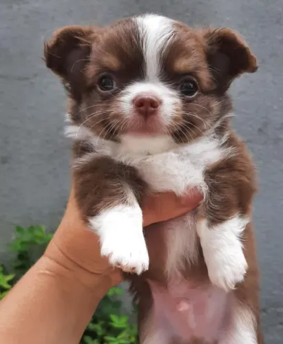 Chihuahua Miniatura trichocomerle