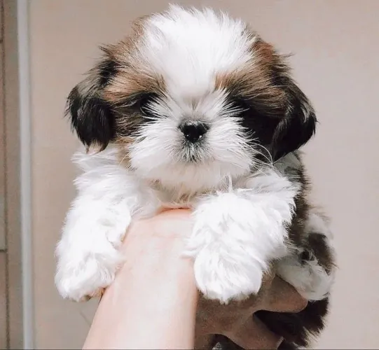 Filhote de Shih Tzu seu filho merece