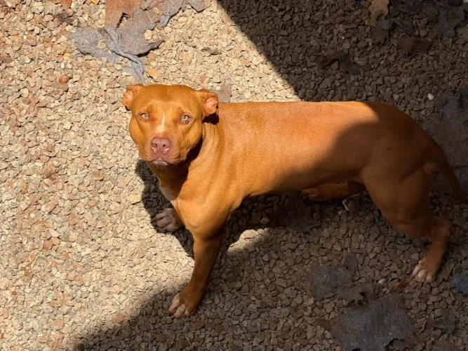 Doação responsável Pitbull 