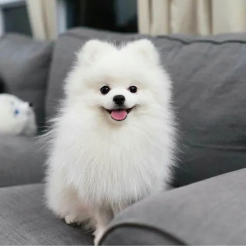 Filhote Spitz Alemão, Seja recebido com lambidas e pulinhos de felicidade todos os dias!
