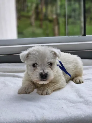 West Terrier | Desde 2009