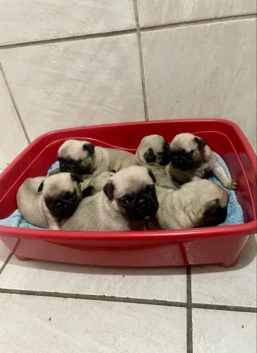 Filhotes de Pug a venda