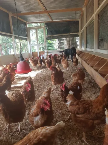 Vendo galinhas