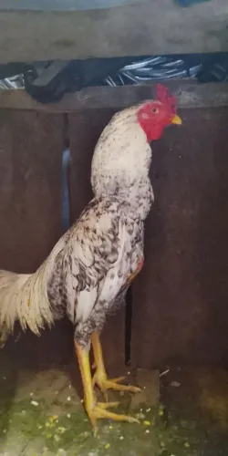 Frango batara