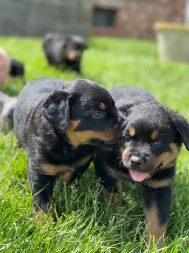 Filhotes de Rotweiller com assistência Med