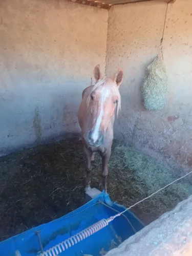 Vende-se um cavalo 