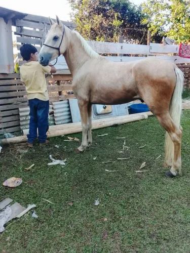 Potro mm puro
