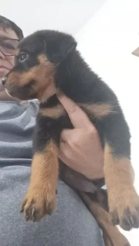 Filhotes de rottweiler 