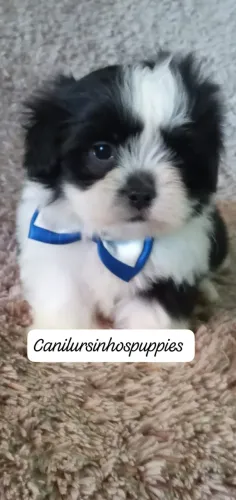 lhasa apso seu bebe esta aqui entrega mediata
