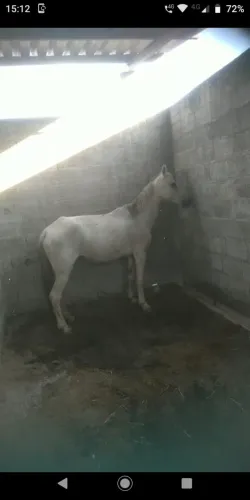 Vendo Égua Mansa