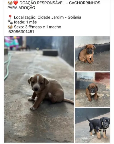 Doação de filhotes