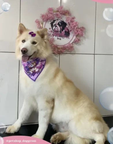 HUSKY SIBERIANO