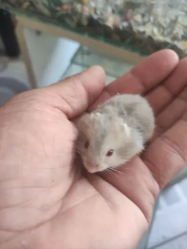 Hamister anão russo