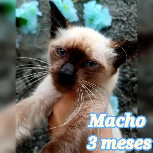 Doação desses lindos filhotes.