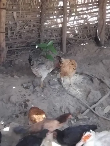 Vendo galinha caipira .e galo de raça 