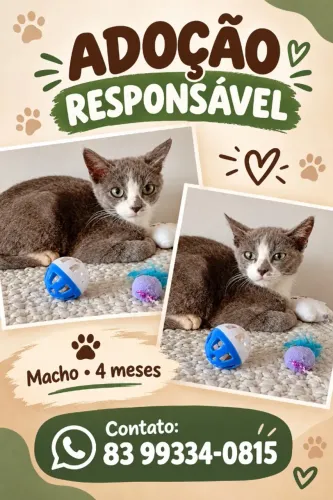 Adoção de gatinho