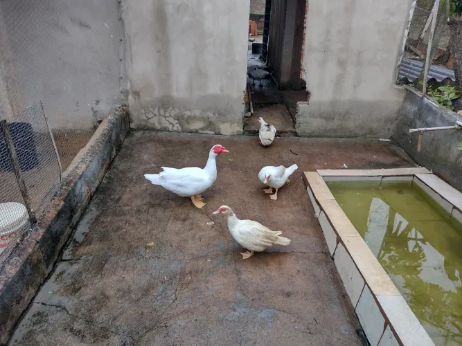 3 patas 1 pato