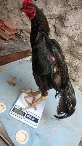 Vendo frango de raça.