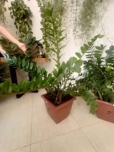 Planta Zamiocuca