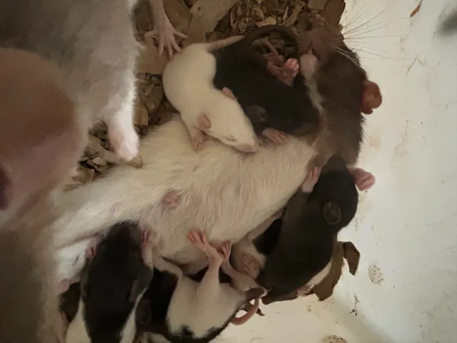 Ratos e camundongos biotério Raturi 