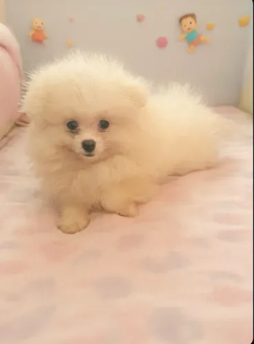 Lulu da pomerania