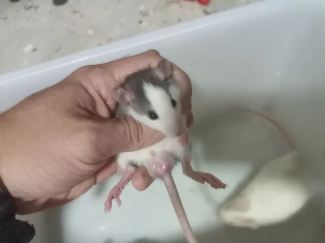 Procurando um pet inteligente,sociável e super carinhoso ?<br>