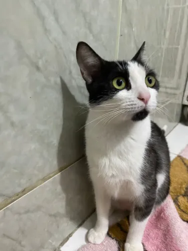 Gatinha Castrada 