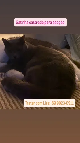 Gata castrada para adoção