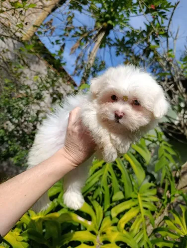 Maltês Mini macho