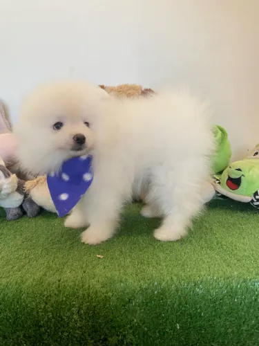 Spitz Alemão
