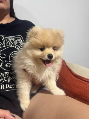 SPITZ ALEMÃO FÊMEA