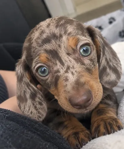 Dashchund basset chocomerle filhote pronta entrega!