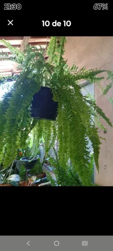 Plantas a venda