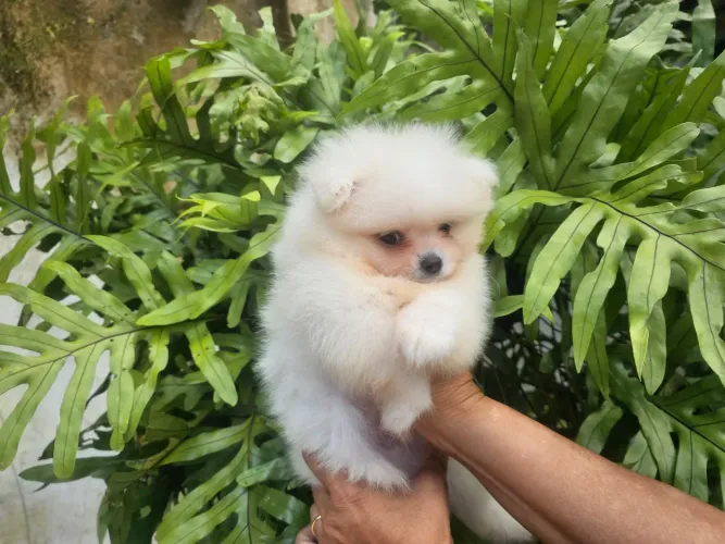 Spitz Alemão 