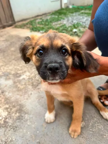 Cachorro macho porte médio