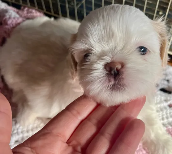 Shih Tzu