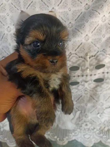 Casal de Yorkshire Terrier apenas venda nao troco