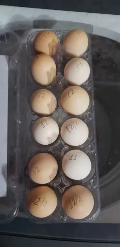 Ovos de galinha Brahma light disponível para venda!