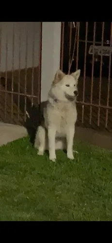 ESTOU DOANDO HUSKY SIBERIANO MASCULINO *