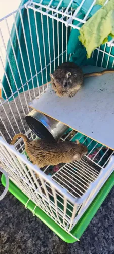Esquilo da mangolia gerbil