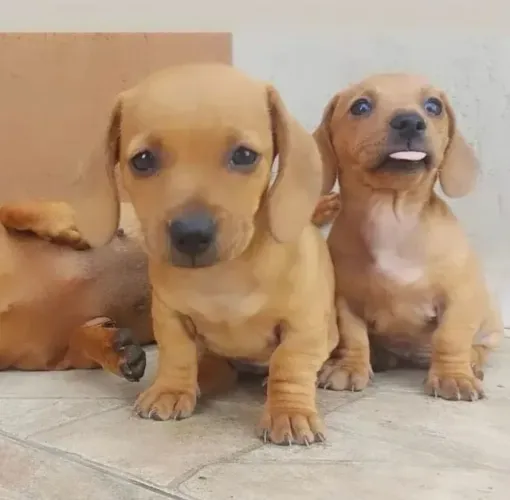 Basset Filhotes Mini Lindos e Saudáveis Disponíveis Marron 