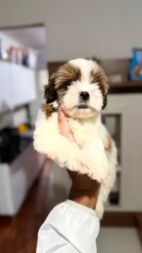 Lhasa apso machinho - Vacinado