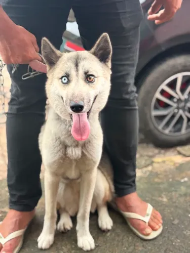 Vendo essa linda husk siberiano