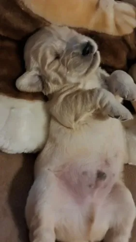 Vendo filhote de Golden Retriever a melhor companhia.