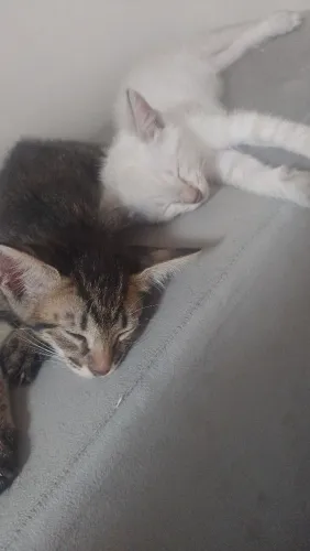 Doação de gatinhos